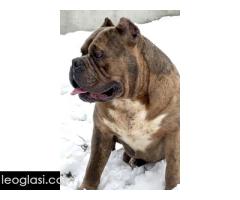 American bully XL / XXL - Slika 9/10