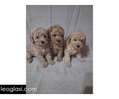 Patuljaste Pudle prodaja