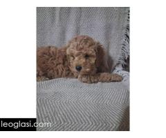 Patuljaste Pudle prodaja