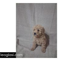 Patuljaste Pudle prodaja