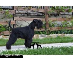 Patuljasti šnaucer štenci