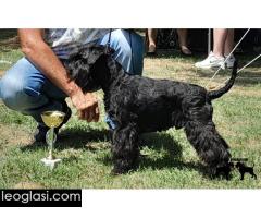 Patuljasti šnaucer štenci - Slika 3/5