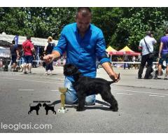 Patuljasti šnaucer štenci - Slika 4/5