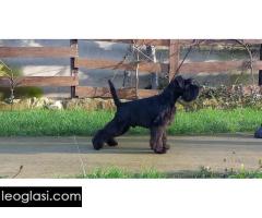 Patuljasti šnaucer štenci - Slika 5/5