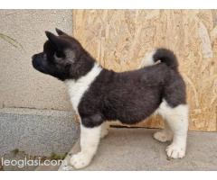 Američka Akita štenci