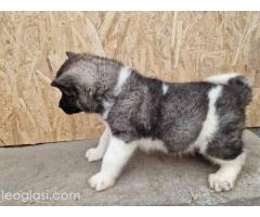 Američka Akita štenci - Slika 4/5