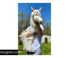 Maine Coon mačići
