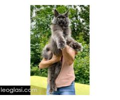 Maine Coon mačići