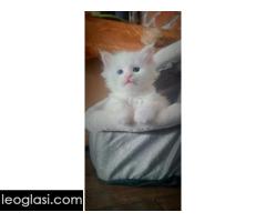 Maine Coon mačići - Slika 6/7