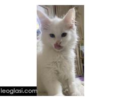 Maine Coon mačići - Slika 3/5