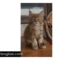 Maine Coon mačići - Slika 4/5