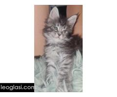 Maine Coon mačići - Slika 5/5