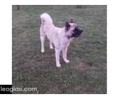 Američka akita, parenje