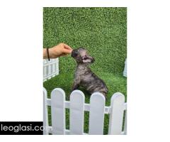 Francuski buldog
