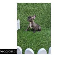 Francuski buldog - Slika 3/10