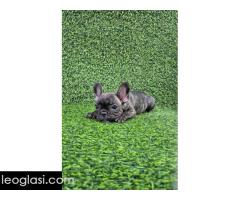Francuski buldog - Slika 4/10