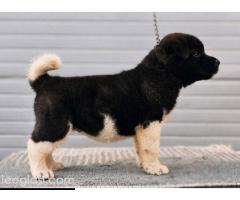 Američka Akita, vrhunsko leglo - Slika 4/9