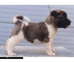 Američka Akita, vrhunsko leglo - Slika 7/9