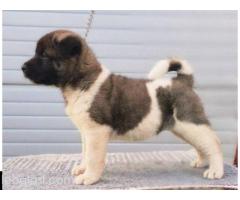 Američka Akita, TOP štenci - Slika 3/9