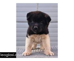 Američka Akita, TOP štenci - Slika 4/9