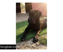 Cane Corso mlad pas