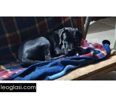 Cane Corso mlad pas