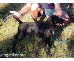 Cane Corso mlad pas - Slika 4/8