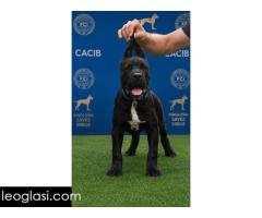 Cane Corso mlad pas - Slika 5/8