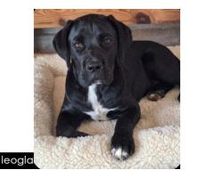 Cane Corso mlad pas - Slika 6/8