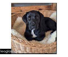 Cane Corso mlad pas - Slika 7/8