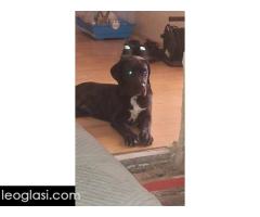 Cane Corso mlad pas - Slika 8/8
