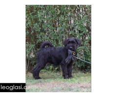 Srednji šnaucer štenci - Slika 10/11