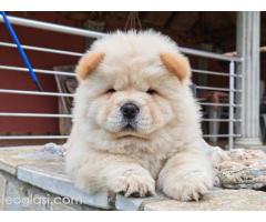 Krem Chow Chow štenci