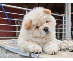 Krem Chow Chow štenci