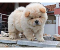 Krem Chow Chow štenci - Slika 3/3