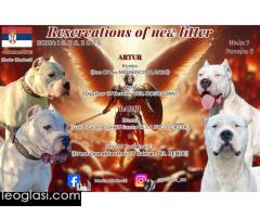 Rezervacija štenaca Dogo Argentino