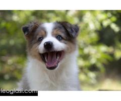 Border koli-Border collie štenad