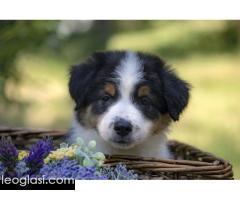 Border koli-Border collie štenad
