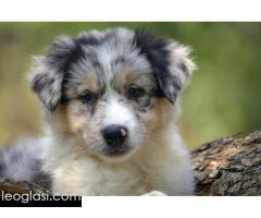 Border koli-Border collie štenad - Slika 4/5