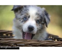 Border koli-Border collie štenad - Slika 5/5