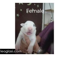 Sinai State kennel new litter