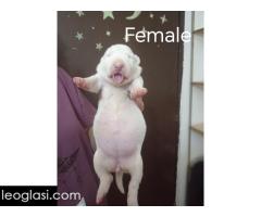 Sinai State kennel new litter