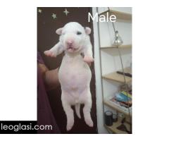 Sinai State kennel new litter