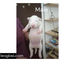 Sinai State kennel new litter - Slika 4/5
