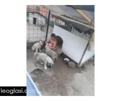 Sarplaninac karabas - Slika 5/11