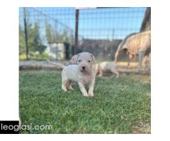 Dogo Argentino štenci