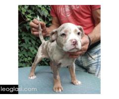 American bully