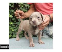 American bully