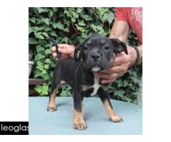 American bully