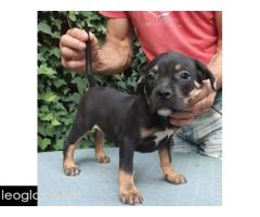 American bully - Slika 4/5
